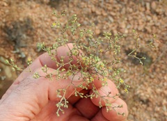 Paronychia lindheimeri