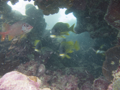 Plectorhinchus gaterinus