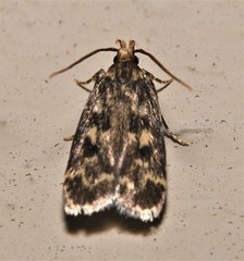 Martyringa latipennis