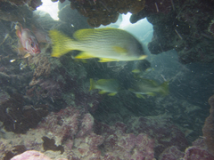 Plectorhinchus gaterinus