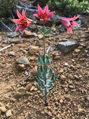 Lilium bolanderi