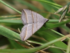 Colobochyla salicalis