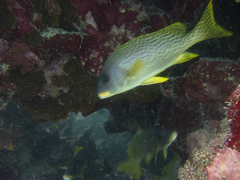 Plectorhinchus gaterinus