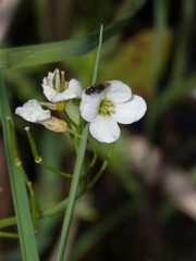 Cardamine dentata