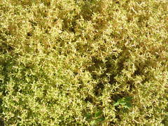 Crassula natans