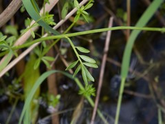 Cardamine dentata