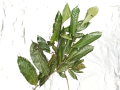 Ficus subulata
