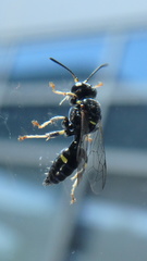 Clitemnestra bipunctata