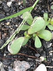 Schizocerella pilicornis