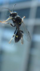 Clitemnestra bipunctata