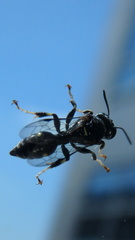 Clitemnestra bipunctata