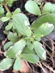 Schizocerella pilicornis
