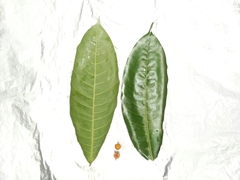 Ficus subulata
