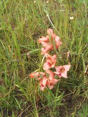 Gladiolus meliusculus