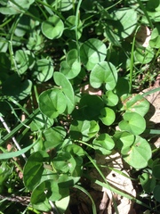 Dichondra repens
