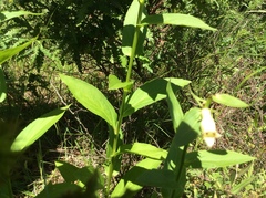 Digitalis lutea