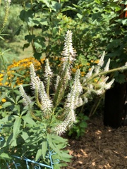 Veronicastrum