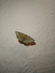 Phytometra viridaria