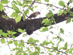 Turdus eunomus