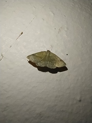 Phytometra viridaria