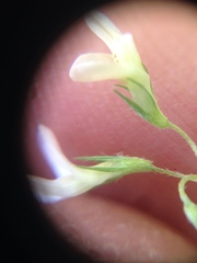Trifolium breweri