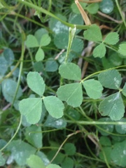 Trifolium breweri