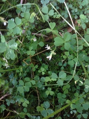 Trifolium breweri