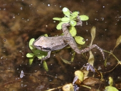 Rana dalmatina