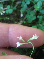 Trifolium breweri