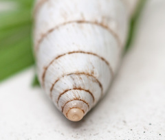 Brephulopsis cylindrica