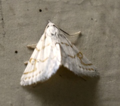 Patissa