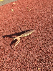 Tenodera sinensis