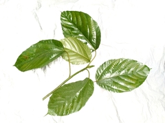 Ficus variegata