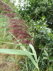 Phragmites australis