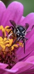 Dolichovespula maculata