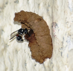 Paraleptomenes miniatus