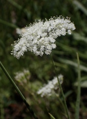 Perideridia parishii latifolia