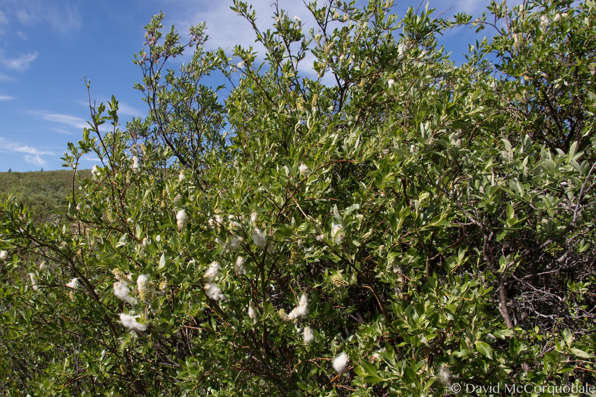 Salix pulchra