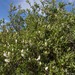 Salix pulchra - Photo (c) David McCorquodale, algunos derechos reservados (CC BY), subido por David McCorquodale