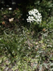Perideridia parishii latifolia