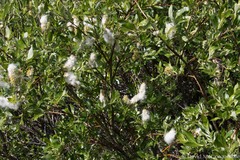 Salix pulchra