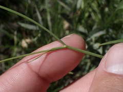 Perideridia parishii latifolia