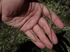 Perideridia parishii latifolia
