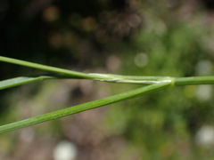 Perideridia parishii latifolia