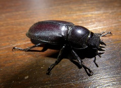 Prosopocoilus