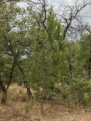 Pinus cembroides bicolor