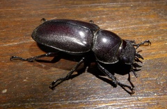 Prosopocoilus