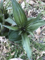 Lilieae