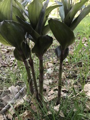 Lilieae