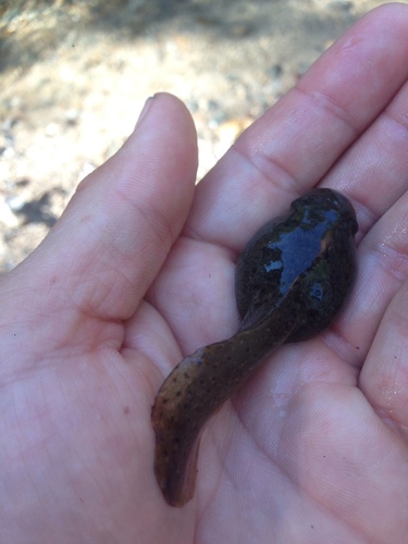 iNaturalist observation photo of American Bullfrog